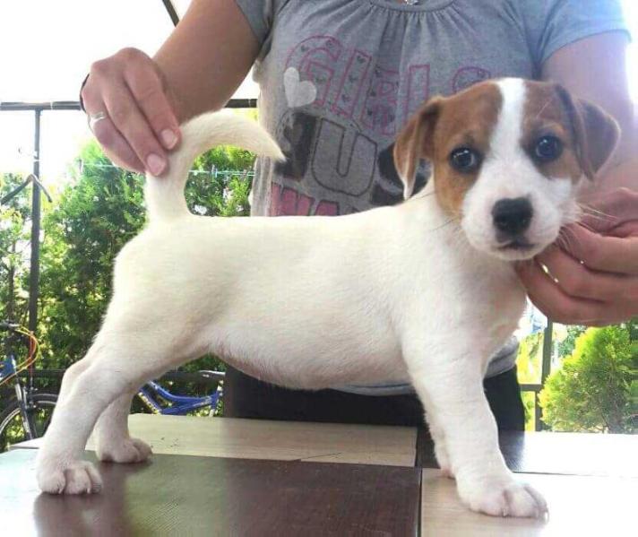 Unique Water element of Kiskovski | Jack Russell Terrier 