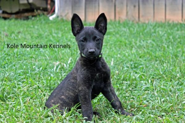 Kole Mountain's Cleo | Dutch Shepherd 