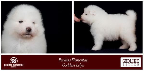 Penktas Elementas Goddess Lelya | Samoyed 