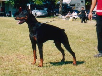 Ardens Falk Furius | Black Doberman Pinscher