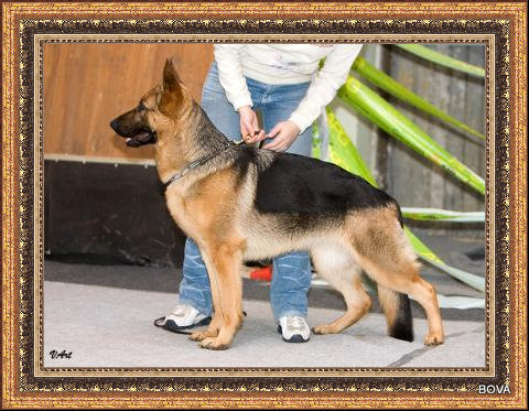 Yurmala Sambatus | German Shepherd Dog 