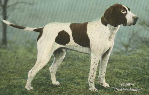 Heather James (1896) | Pointer 