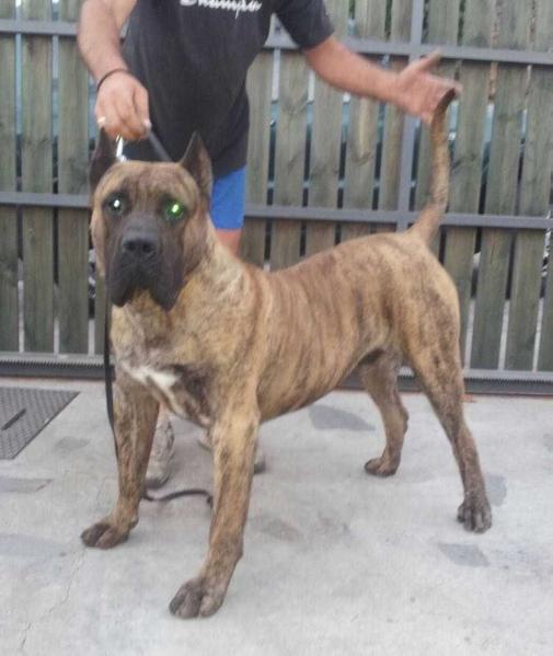 Magec de Niquiomo | Perro de Presa Canario 