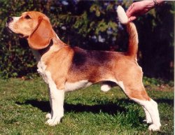 Sidney | Beagle 