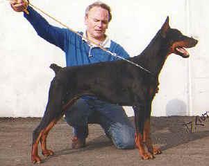 Ardens Randa | Black Doberman Pinscher