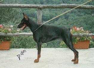 Ardens Bambi | Black Doberman Pinscher