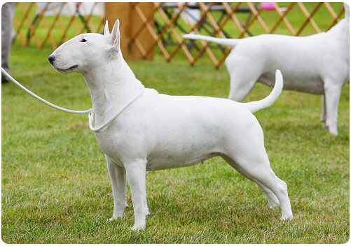 Bigshot Eye Candy | Bull Terrier 