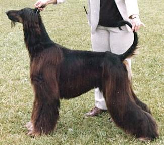 Shirkden Shazam | Afghan Hound 