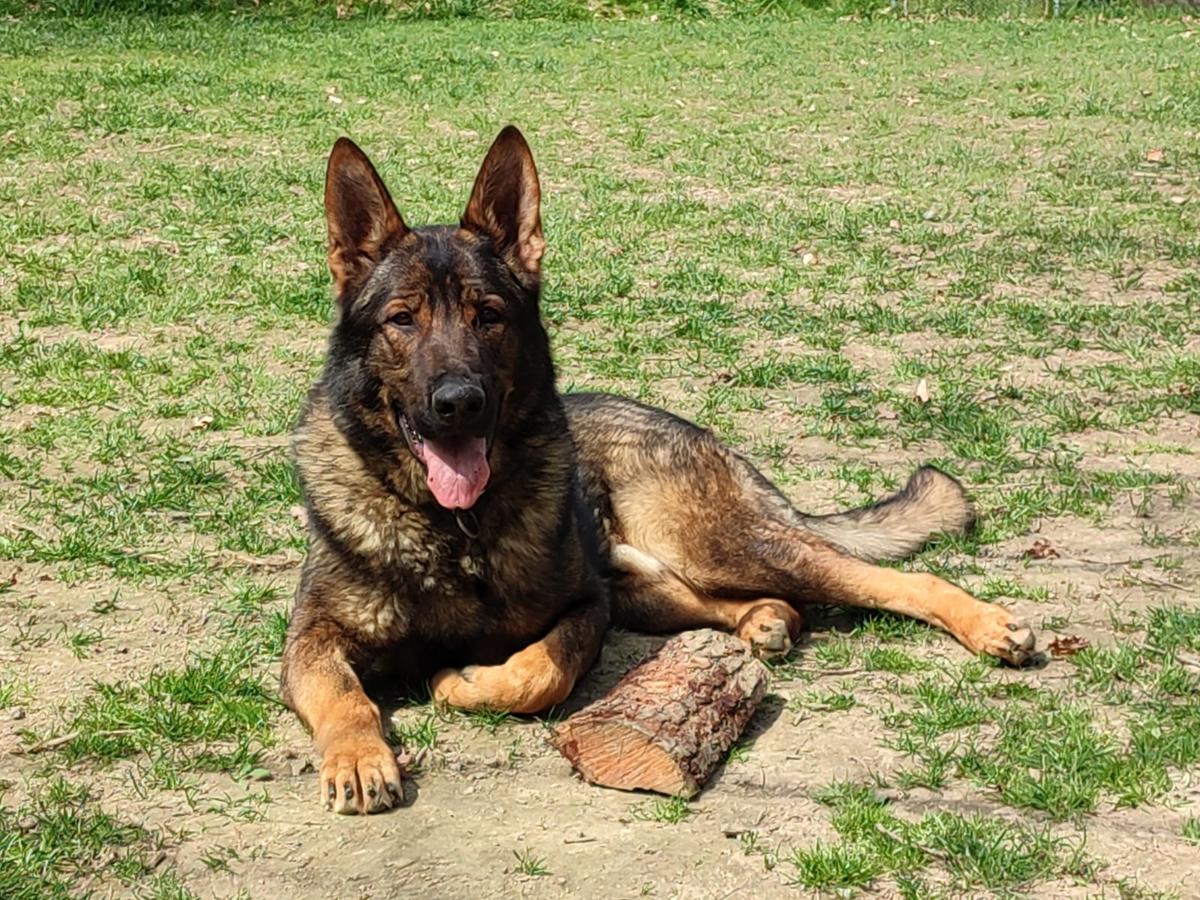 Kory Srdce perly Bohemie | German Shepherd Dog 