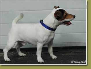 WOO-DOO DRAPICHRUST | Jack Russell Terrier 