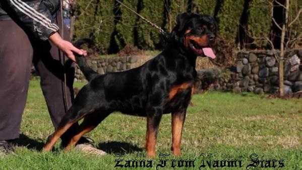Zanna From Naomi Stars | Rottweiler 