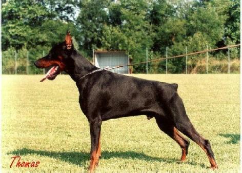 Baron Bell v. Neblig Feld | Black Doberman Pinscher