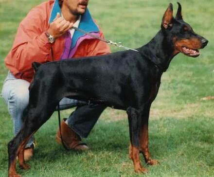 Barrage di Campovalano | Black Doberman Pinscher