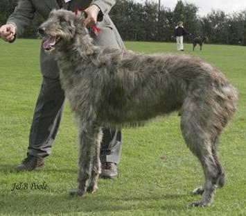 Hillmorton Dazzle | Scottish Deerhound 