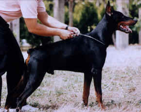 Aron v. Westen Stam | Black Doberman Pinscher