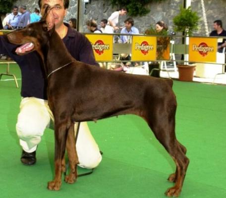 Bea della Ninfa Nobel | Brown Doberman Pinscher