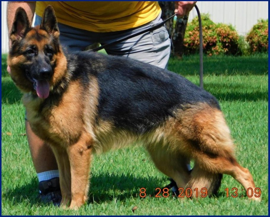 Cat Von Schneiden Fels | German Shepherd Dog 