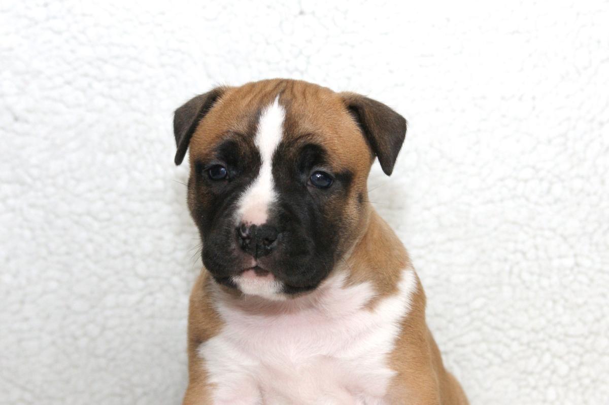 Carmichael's Precious as a Rivoir Gem | American Staffordshire Terrier 