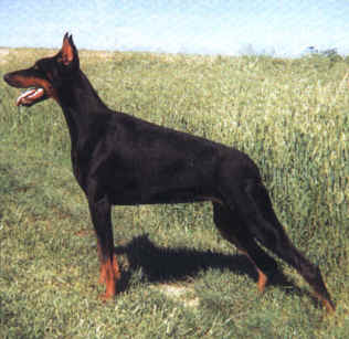 Eckeen Edha v. Rauberstolz | Black Doberman Pinscher