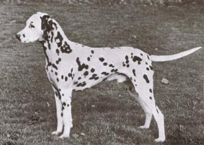 Olbero O'Rourke | Dalmatian 