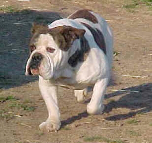 Nunley's Whiskey Jack | Olde English Bulldogge 