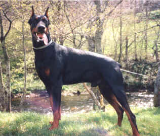 Evans Enrick v. Rauberstolz | Black Doberman Pinscher