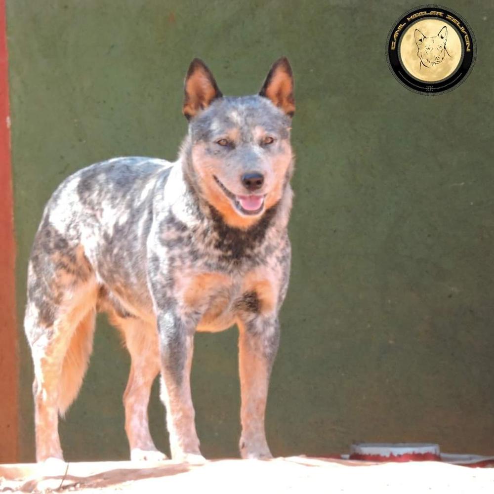 EL JACK OF HEELER'S SELIVON | Australian Cattle Dog 