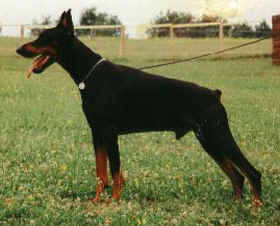 Graaf-Greco v. Rauberstolz | Black Doberman Pinscher