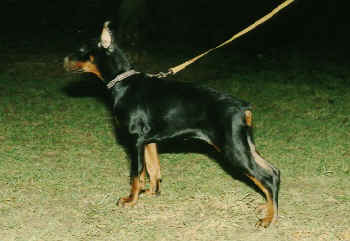 Ghersane-Gessica v. Rauberstolz | Black Doberman Pinscher
