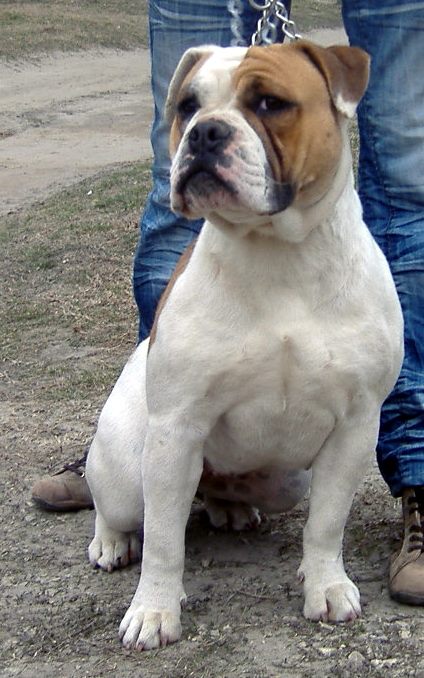 Moloss Honey | Olde English Bulldogge 