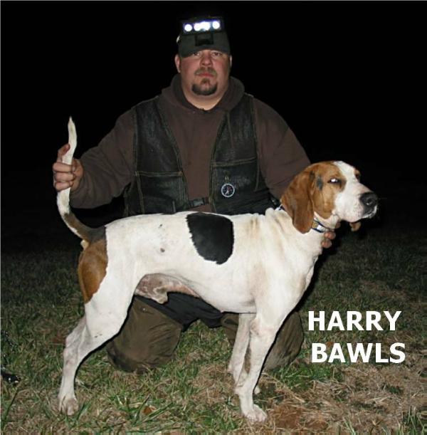 Harry Bawls | Treeing Walker Coonhound 