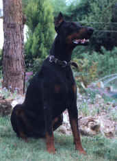 Jordy Jonathan v. Rauberstolz | Black Doberman Pinscher