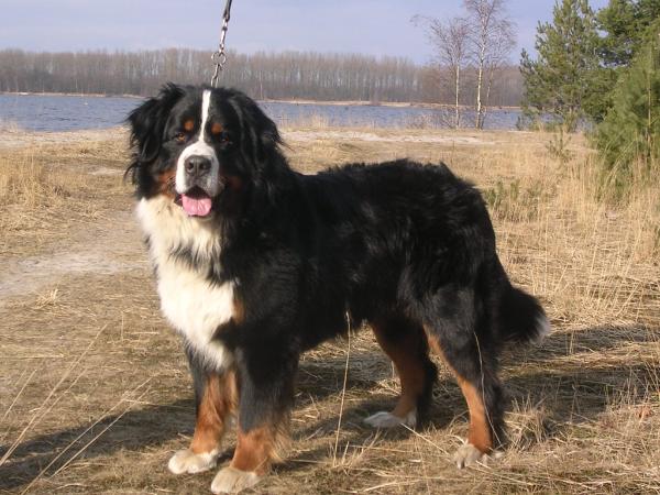 Denz de Maethe Neere | Bernese Mountain Dog 