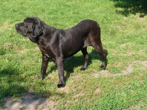 Endira adriana ze sakaliho dvora | Fila Brasileiro 