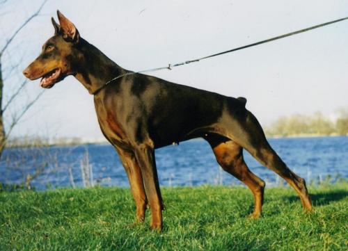 Lewica Lwica v. Rauberstolz | Brown Doberman Pinscher