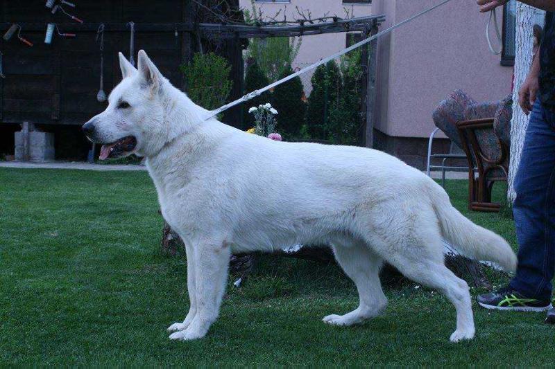 Aron Lord Vom House Savacium | White Swiss Shepherd Dog 