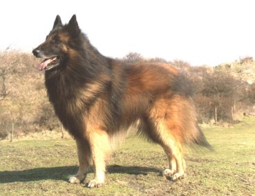 Quito van Astrita-Hof | Belgian Tervuren 