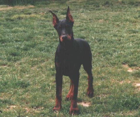 Miss-Megane v. Rauberstolz | Black Doberman Pinscher