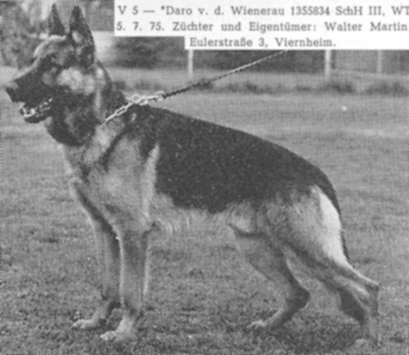 Daro von der Wienerau | German Shepherd Dog 