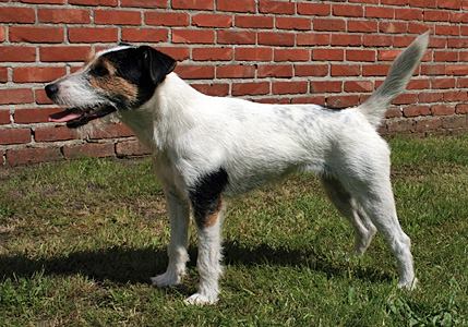 Ginger van 't Geystersveld | Parson Russell Terrier 