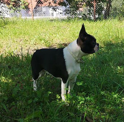 DOK'S PRIDE ALMA | Boston Terrier 