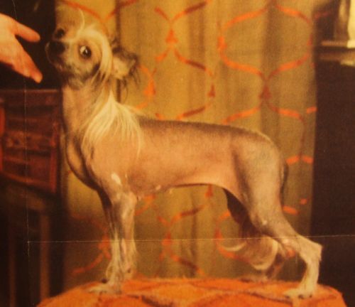 Sasquehanna Wizja | Chinese Crested 