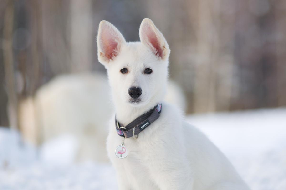 Remember Me of Angelotti | White Swiss Shepherd Dog 