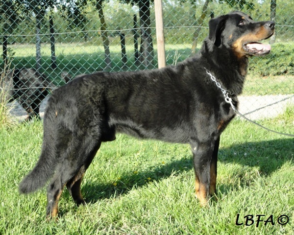 Atlas des Assiers | Beauceron 