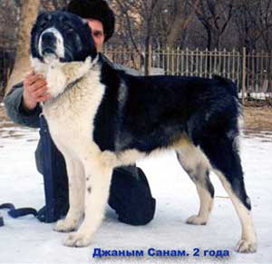 Dzhanym Sanam | Central Asian Shepherd Dog 