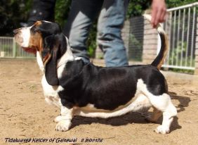 Tidalwaves Kelcey | Basset Hound 