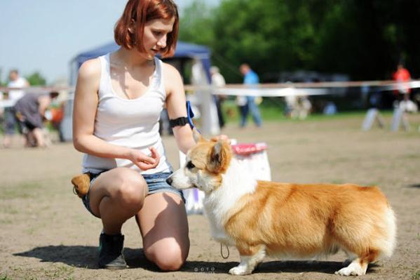 Bunase Giazint Gold Boy | Pembroke Welsh Corgi 
