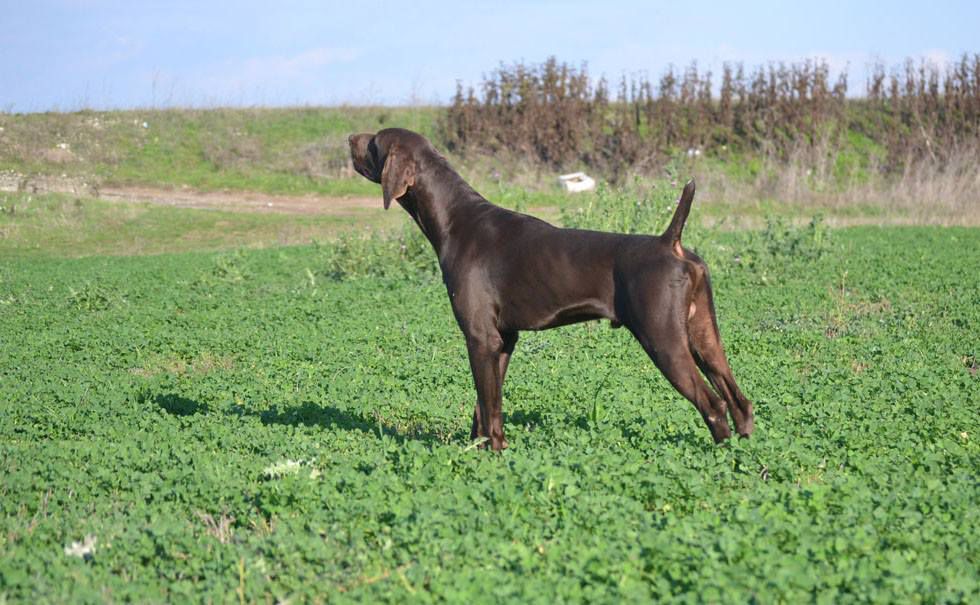 Sioux del Traki | German Shorthaired Pointer 