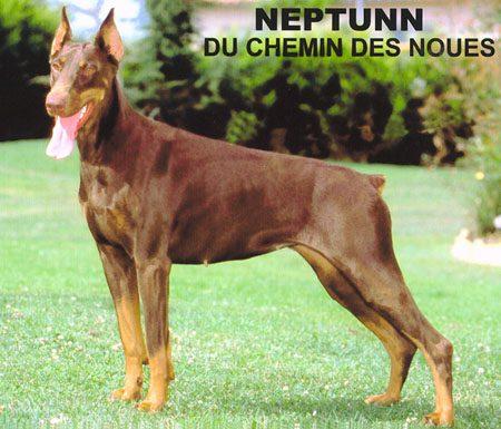 Neptunn du Chemin des Noues | Brown Doberman Pinscher