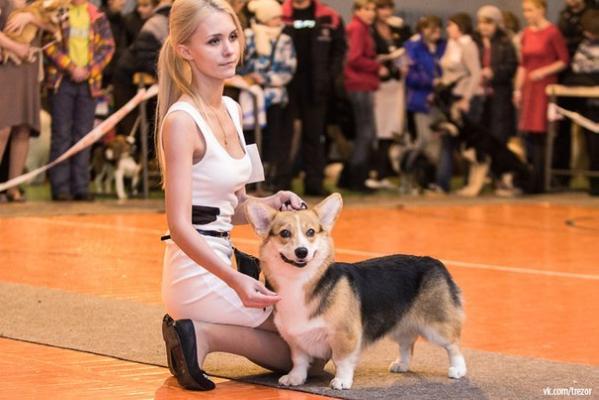 ???????????? ??????? ???? | Pembroke Welsh Corgi 